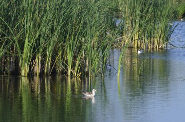 Sudaki eski iskelelerde oturan su kuşları. Geleneksel su kuşları yaşam alanları. Su kuşlarının yuva yaptığı yerler..