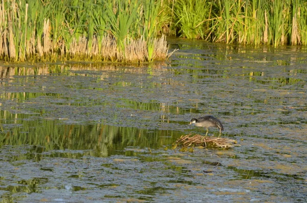 Uccelli Acquatici Seduti Vecchi Pontili Acqua Habitat Uccelli Acquatici Tradizionali — Foto Stock