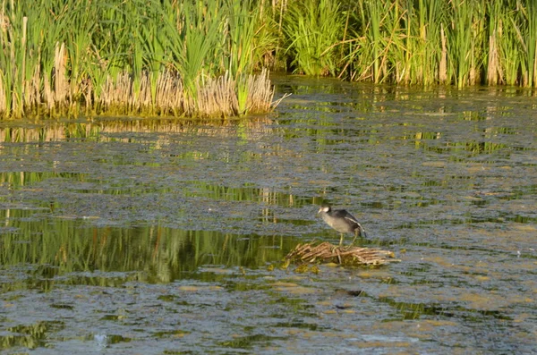 Aves Acuáticas Sentadas Viejos Puestos Embarcadero Agua Hábitats Tradicionales Aves — Foto de Stock