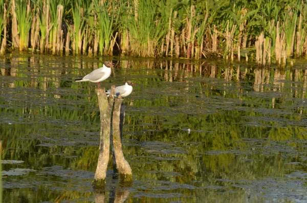 水の中に古い桟橋のポストに座っている水の鳥 伝統的な水鳥の生息地 — ストック写真