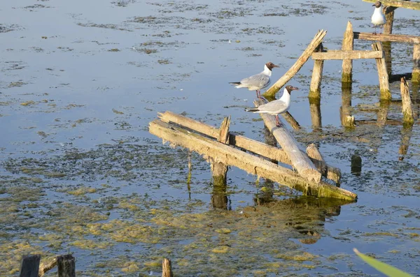 Aves Aquáticas Sentadas Velhos Postes Molhe Água Habitações Tradicionais Aves — Fotografia de Stock