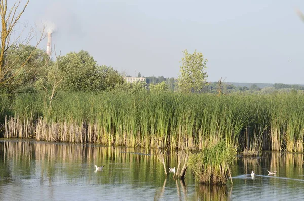 Sudaki eski iskelelerde oturan su kuşları. Geleneksel su kuşları yaşam alanları. Su kuşlarının yuva yaptığı yerler..