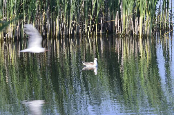 Aves Aquáticas Sentadas Velhos Postes Molhe Água Habitações Tradicionais Aves — Fotografia de Stock