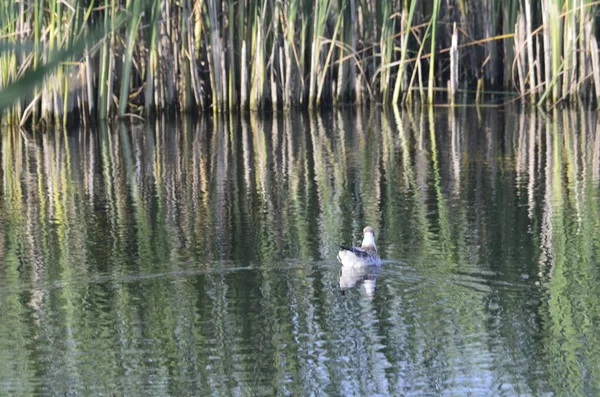 Uccelli Acquatici Seduti Vecchi Pontili Acqua Habitat Uccelli Acquatici Tradizionali — Foto Stock