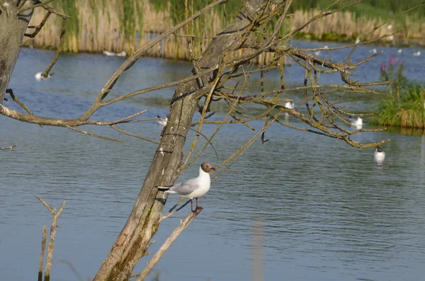 水の中に古い桟橋のポストに座っている水の鳥 伝統的な水鳥の生息地 — ストック写真