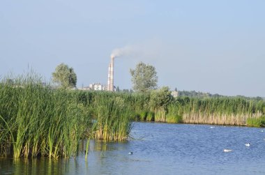 Sudaki eski iskelelerde oturan su kuşları. Geleneksel su kuşları yaşam alanları. Su kuşlarının yuva yaptığı yerler..