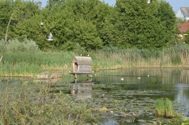 Sudaki eski iskelelerde oturan su kuşları. Geleneksel su kuşları yaşam alanları. Su kuşlarının yuva yaptığı yerler..