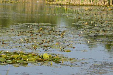 Sudaki eski iskelelerde oturan su kuşları. Geleneksel su kuşları yaşam alanları. Su kuşlarının yuva yaptığı yerler..