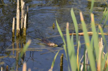 Sudaki eski iskelelerde oturan su kuşları. Geleneksel su kuşları yaşam alanları. Su kuşlarının yuva yaptığı yerler..