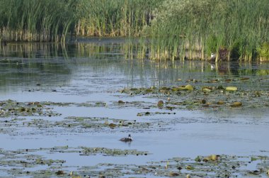 Sudaki eski iskelelerde oturan su kuşları. Geleneksel su kuşları yaşam alanları. Su kuşlarının yuva yaptığı yerler..