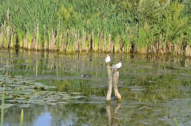 Sudaki eski iskelelerde oturan su kuşları. Geleneksel su kuşları yaşam alanları. Su kuşlarının yuva yaptığı yerler..