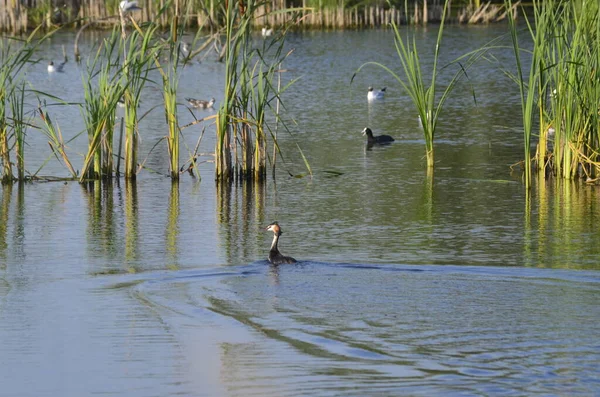水の中に古い桟橋のポストに座っている水の鳥 伝統的な水鳥の生息地 — ストック写真
