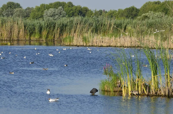 Water Birds Sitting Old Jetty Posts Water Traditional Waterfowl Habitats — Stock Photo, Image