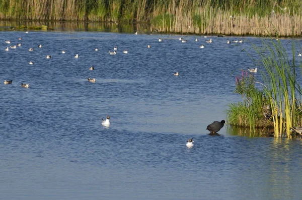 Vodní Ptáci Sedí Starých Přístavních Hrázích Vodě Tradiční Stanoviště Vodních — Stock fotografie