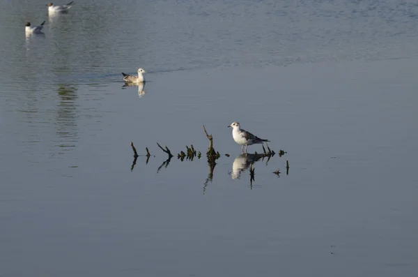 Aves Acuáticas Sentadas Viejos Puestos Embarcadero Agua Hábitats Tradicionales Aves — Foto de Stock