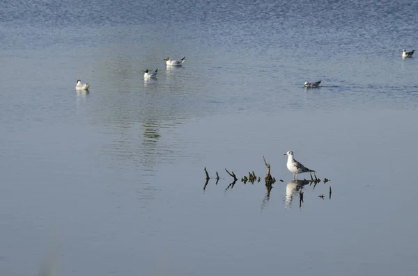 수역에 자리에 전통적 물새의 서식지 물새가 둥지를 — 스톡 사진
