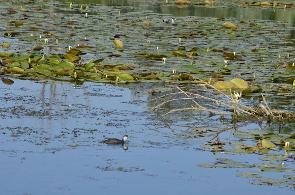 Uccelli Acquatici Seduti Vecchi Pontili Acqua Habitat Uccelli Acquatici Tradizionali — Foto Stock