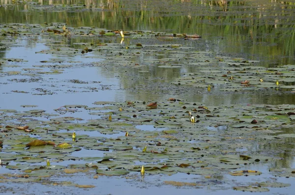 수역에 자리에 전통적 물새의 서식지 물새가 둥지를 — 스톡 사진