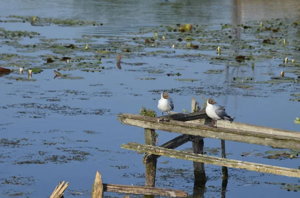 Vodní Ptáci Sedí Starých Přístavních Hrázích Vodě Tradiční Stanoviště Vodních — Stock fotografie