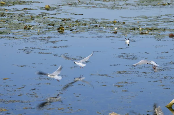 Aves Acuáticas Sentadas Viejos Puestos Embarcadero Agua Hábitats Tradicionales Aves — Foto de Stock