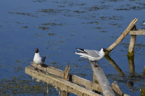 Водні Птахи Сидять Старих Дрібних Постах Воді Традиційні Місця Проживання — стокове фото