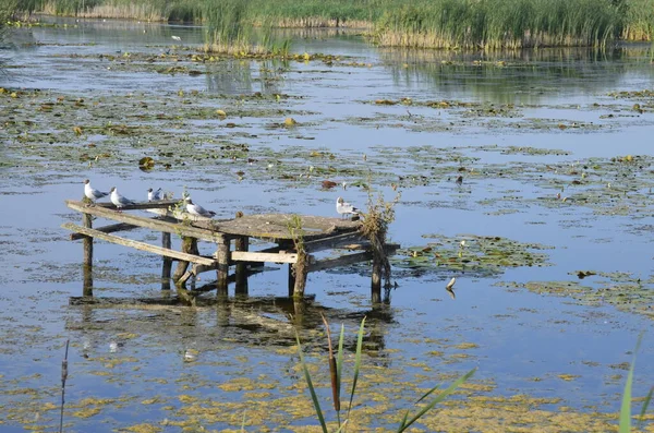 水の中に古い桟橋のポストに座っている水の鳥 伝統的な水鳥の生息地 — ストック写真