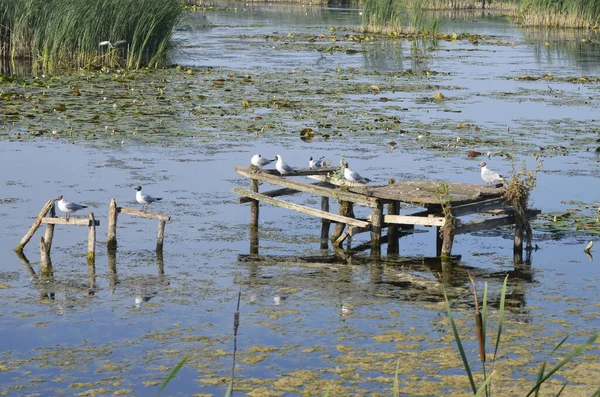 水の中に古い桟橋のポストに座っている水の鳥 伝統的な水鳥の生息地 — ストック写真