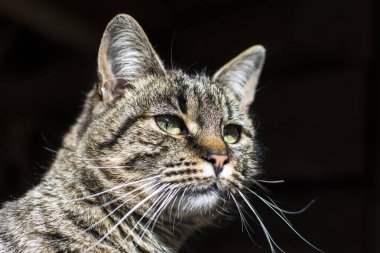 Şımarık çizgili bir kedi ağaç tezgahında oturur. Kedi portresi. Kedi pençesini yıkar. Bulanık arkaplan.