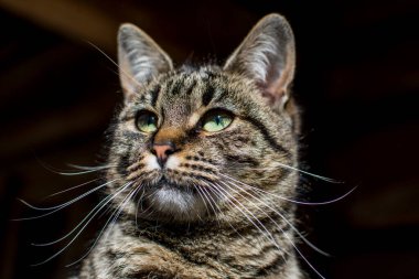 Şımarık çizgili bir kedi ağaç tezgahında oturur. Kedi portresi. Kedi pençesini yıkar. Bulanık arkaplan.