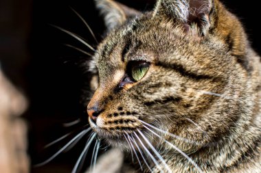 Şımarık çizgili bir kedi ağaç tezgahında oturur. Kedi portresi. Kedi pençesini yıkar. Bulanık arkaplan.