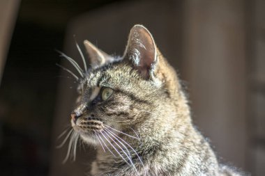 Şımarık çizgili bir kedi ağaç tezgahında oturur. Kedi portresi. Kedi pençesini yıkar. Bulanık arkaplan.