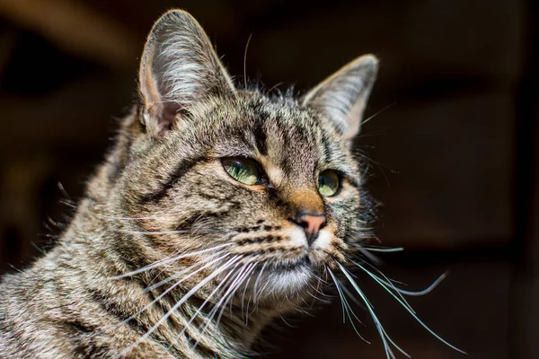 Şımarık çizgili bir kedi ağaç tezgahında oturur. Kedi portresi. Kedi pençesini yıkar. Bulanık arkaplan.