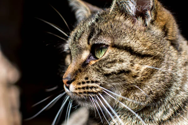 Şımarık çizgili bir kedi ağaç tezgahında oturur. Kedi portresi. Kedi pençesini yıkar. Bulanık arkaplan.