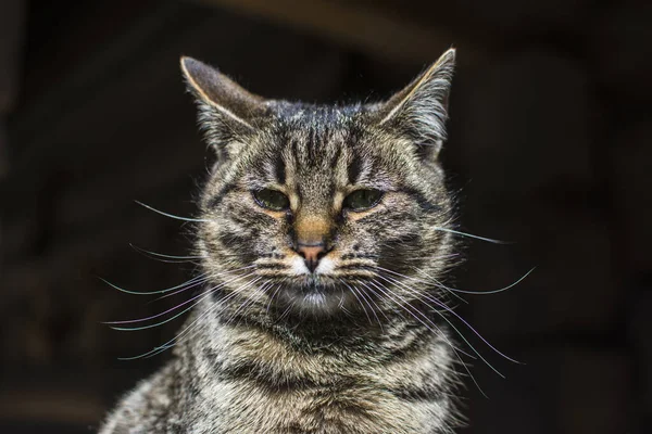 Lisonjeiro Gato Listrado Senta Suporte Árvore Retrato Gato Gato Lava — Fotografia de Stock