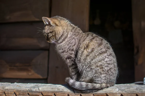 Lisonjeiro Gato Listrado Senta Suporte Árvore Retrato Gato Gato Lava — Fotografia de Stock
