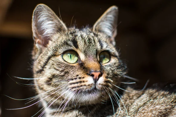 Gato Rayas Halagador Sienta Soporte Árbol Retrato Gato Gato Lava —  Fotos de Stock