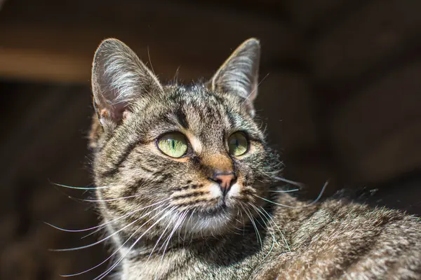Gato Rayas Halagador Sienta Soporte Árbol Retrato Gato Gato Lava —  Fotos de Stock