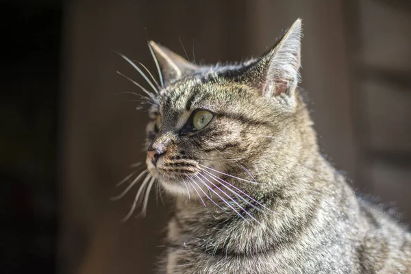 Lisonjeiro Gato Listrado Senta Suporte Árvore Retrato Gato Gato Lava — Fotografia de Stock