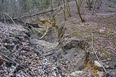 Ağaç kökleri, uçurumun kenarında yer üstünde büyürler. Çevresel sorun - toprak erozyonu ve oluklar oluşumu. Bahar peri masalı ormanındaki ağacın kökleri. Büyülü ağaçlarda büyük çam kökleri.