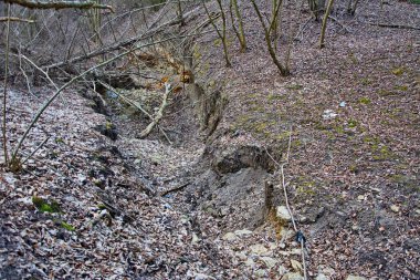 Ağaç kökleri, uçurumun kenarında yer üstünde büyürler. Çevresel sorun - toprak erozyonu ve oluklar oluşumu. Bahar peri masalı ormanındaki ağacın kökleri. Büyülü ağaçlarda büyük çam kökleri.