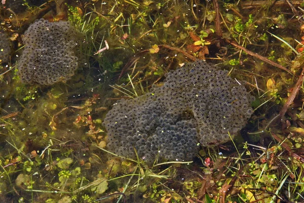 frog caviar in the water. The birth of frog tadpoles in the pond.Caviar of frogs. In a swamp in the woods