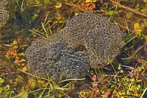 frog caviar in the water. The birth of frog tadpoles in the pond.Caviar of frogs. In a swamp in the woods