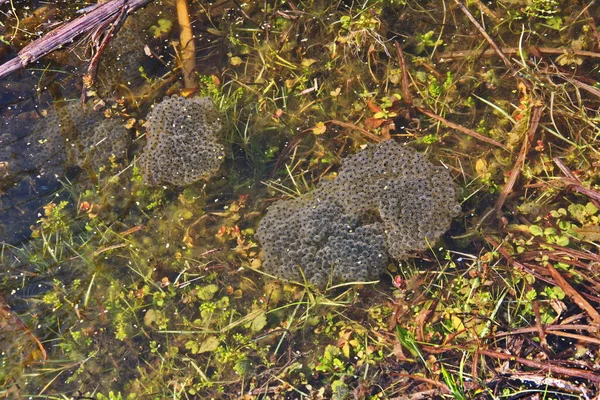 frog caviar in the water. The birth of frog tadpoles in the pond.Caviar of frogs. In a swamp in the woods