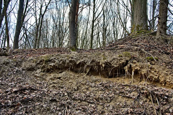 Trädrötter Växer Ovan Jord Kanten Klippan Miljöproblem Jorderosion Och Ravinbildning — Stockfoto