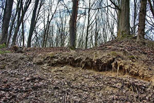 Radici Degli Alberi Crescono Fuori Terra Sul Bordo Della Scogliera — Foto Stock