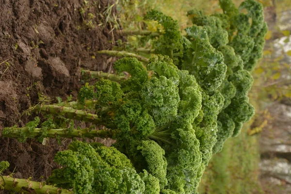 Curly Kale Natural Organic Soil Kale Winter Vegetable Capable Withstanding — Stock Photo, Image