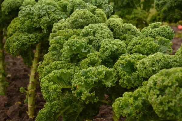 Col Rizada Suelo Orgánico Natural Col Rizada Una Verdura Invierno —  Fotos de Stock