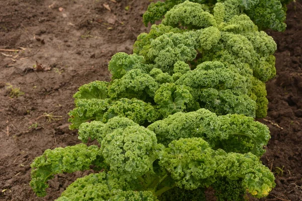 Grünkohl Auf Natürlichem Organischem Boden Grünkohl Ist Ein Wintergemüse Das — Stockfoto