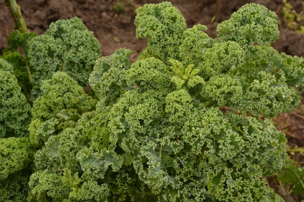 Col Rizada Suelo Orgánico Natural Col Rizada Una Verdura Invierno —  Fotos de Stock