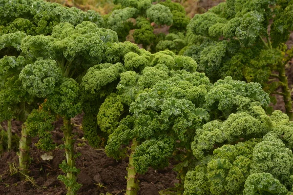 Curly Kale Natural Organic Soil Kale Winter Vegetable Capable Withstanding — Stock Photo, Image